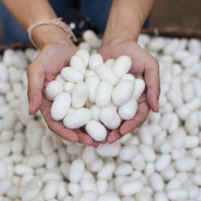 Cocons de soie dans deux mains – matière première pour des tapis en soie de haute qualité
