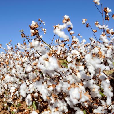 Champ de coton mûr avec des fibres blanches, base pour les fils de chaîne et de trame des tapis orie